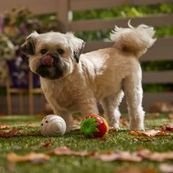 Frisco Halloween Chocolate Covered Strawberries Latex Squeaky Dog Toy -Pet Dog Supplies Shop 344043 PT3. AC SS1800 V1657657031