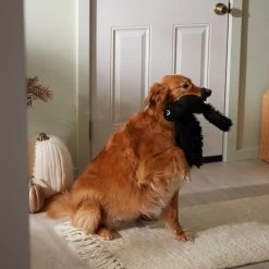 Frisco Halloween Crow Plush Squeaky Dog Toy -Pet Dog Supplies Shop 344156 PT3. AC SS1800 V1657657048