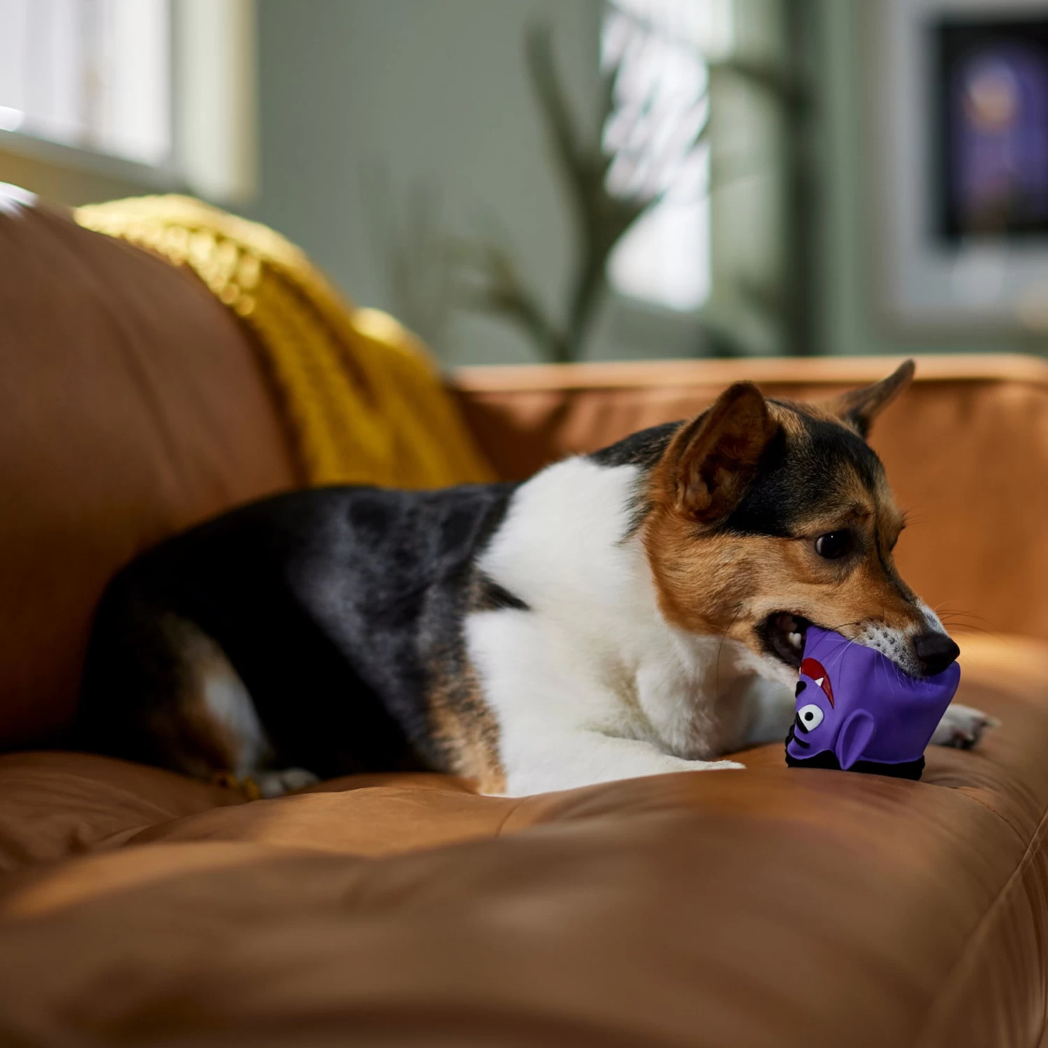 Frisco Halloween Vampire Latex Squeaky Dog Toy 3 Frisco Halloween Vampire Latex Squeaky Dog Toy - Image 3