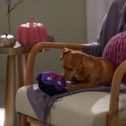 Frisco Halloween Vampire Round Plush Squeaky Dog Toy -Pet Dog Supplies Shop 344168 PT3. AC SS1800 V1657657049