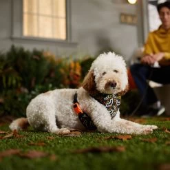 Frisco Halloween Over-The-Head Reflective Bat Wing Vest Harness 12 Frisco Halloween Over-The-Head Reflective Bat Wing Vest Harness -Pet Dog Supplies Shop 347515 PT7. AC SS1800 V1657657091