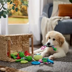 Frisco Small Breed Puppies Rope & TPR Variety Pack Puppy Toy -Pet Dog Supplies Shop 358552 PT4. AC SS1800 V1669908588