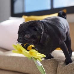 Frisco Spring Sunflower Plush Squeaky Dog Toy 8 Frisco Spring Sunflower Plush Squeaky Dog Toy -Pet Dog Supplies Shop 546766 PT4. AC SS1800 V1702500565