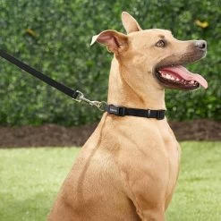 Frisco Orthopedic Pillow Cat & Dog Bed + 4 Items 13 Frisco Orthopedic Pillow Cat & Dog Bed + 4 Items -Pet Dog Supplies Shop 623758 PT4. AC SS1800 V1662741678