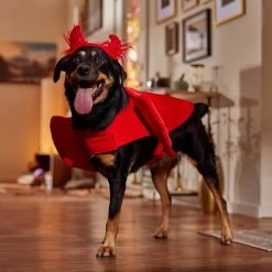 Frisco My Little Devil Dog & Cat Costume Accessory 14 Frisco My Little Devil Dog & Cat Costume Accessory -Pet Dog Supplies Shop 706622 PT7. AC SS1800 V1689342200