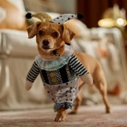 Frisco Front Walking Glitter Clown Dog & Cat Costume -Pet Dog Supplies Shop 707542 PT7. AC SS1800 V1689278717