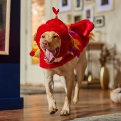 Frisco Flying Phoenix Dog & Cat Costume -Pet Dog Supplies Shop 708150 PT7. AC SS1800 V1689343869