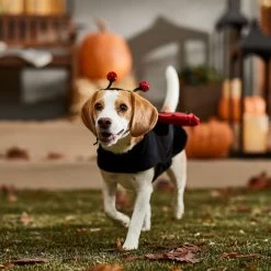 Frisco Glittered Ladybug Dog & Cat Costume -Pet Dog Supplies Shop 708254 PT7. AC SS1800 V1689354959