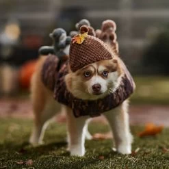 Frisco Squirrels & Nuts Ride-On Dog & Cat Costume -Pet Dog Supplies Shop 709422 PT7. AC SS1800 V1689270909