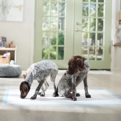 Frisco Mega Non-Skid Ultra Premium Dog Training & Potty Pads 13 Frisco Mega Non-Skid Ultra Premium Dog Training & Potty Pads -Pet Dog Supplies Shop 793822 PT6. AC SS1800 V1683033862